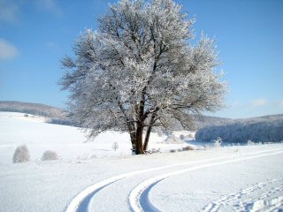 in Hainich Winter